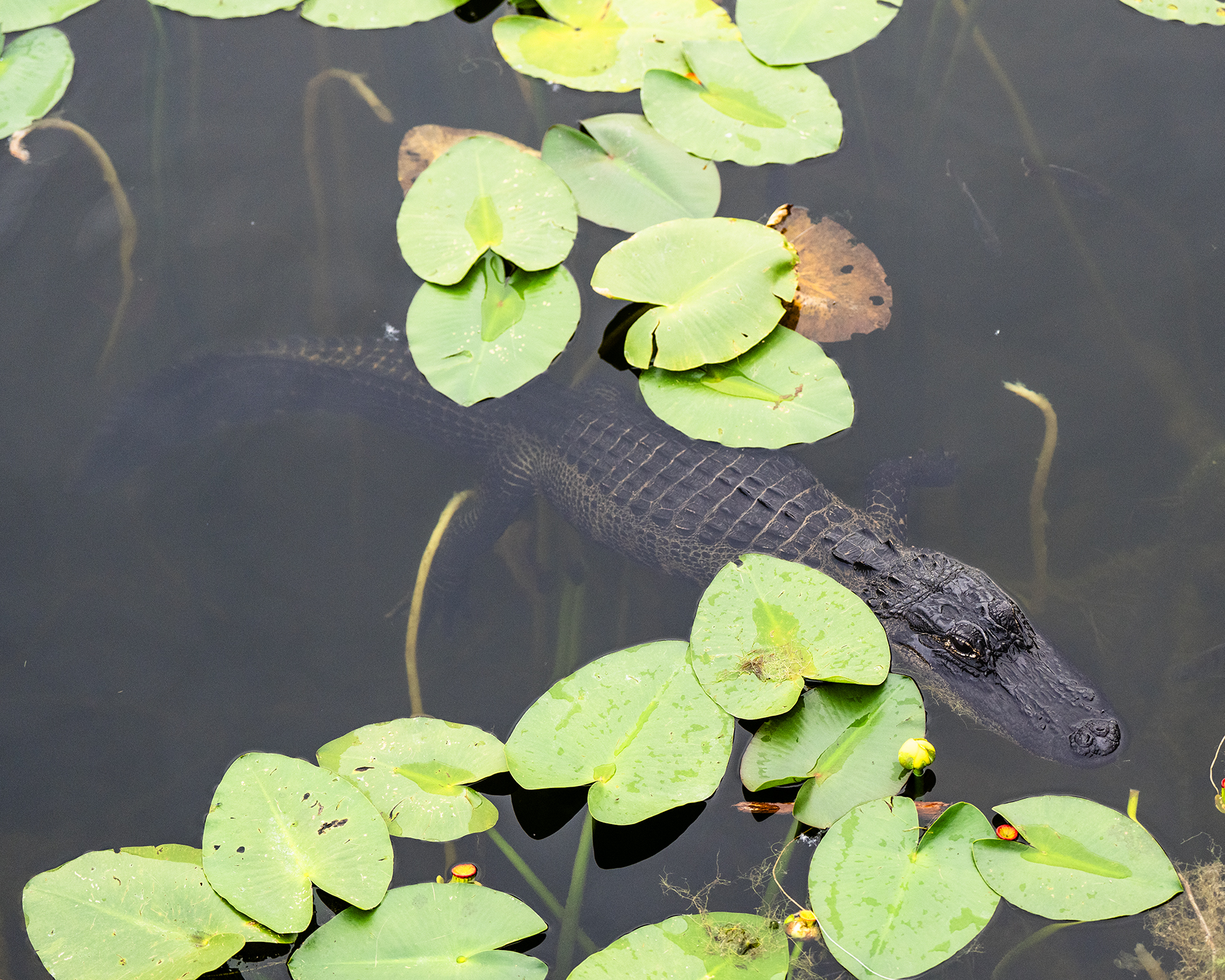 Alligator - Arthur R. Marshall National Wildlife Refuge