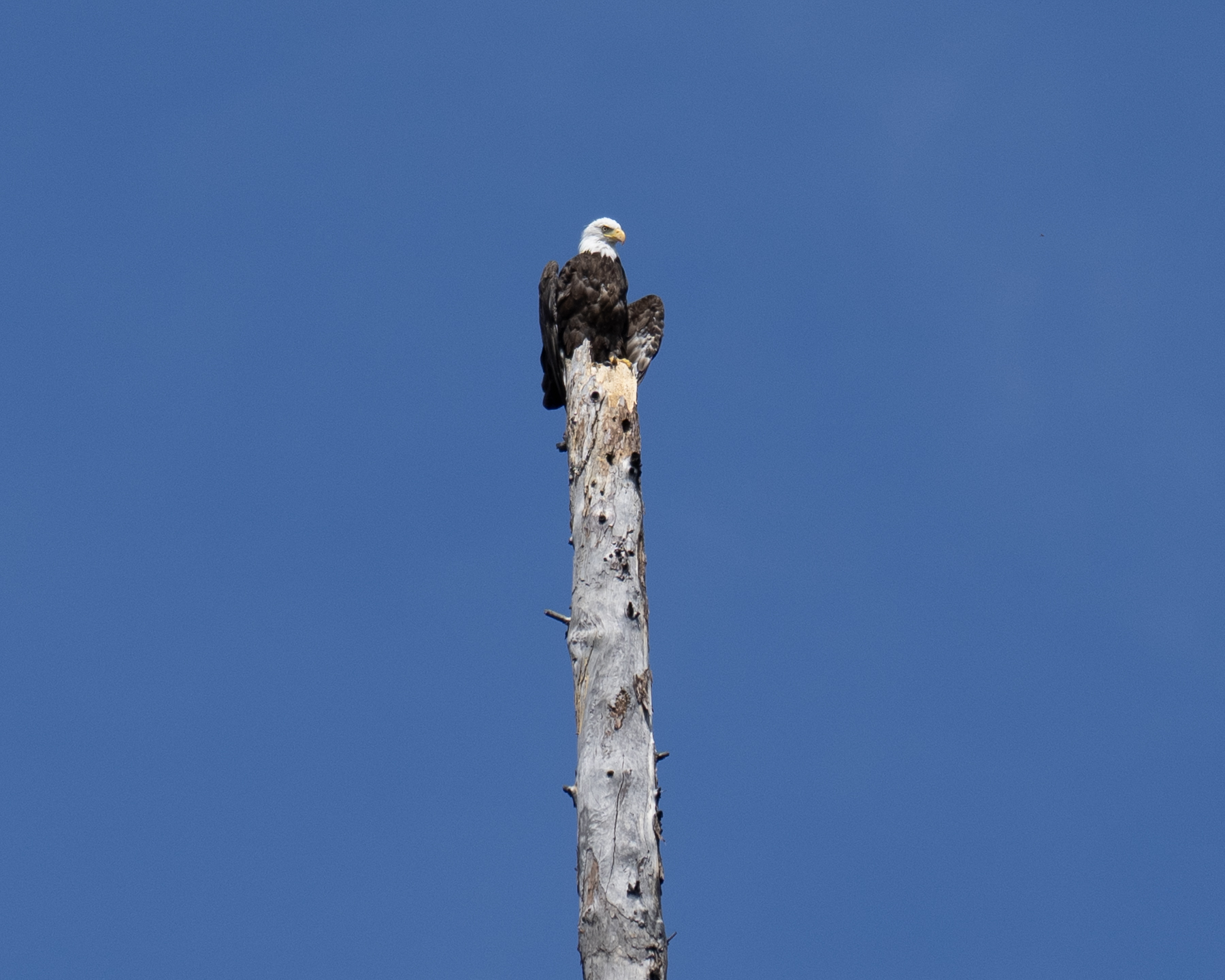 Bald Eagle - Glacier National Park at Lake McDonald