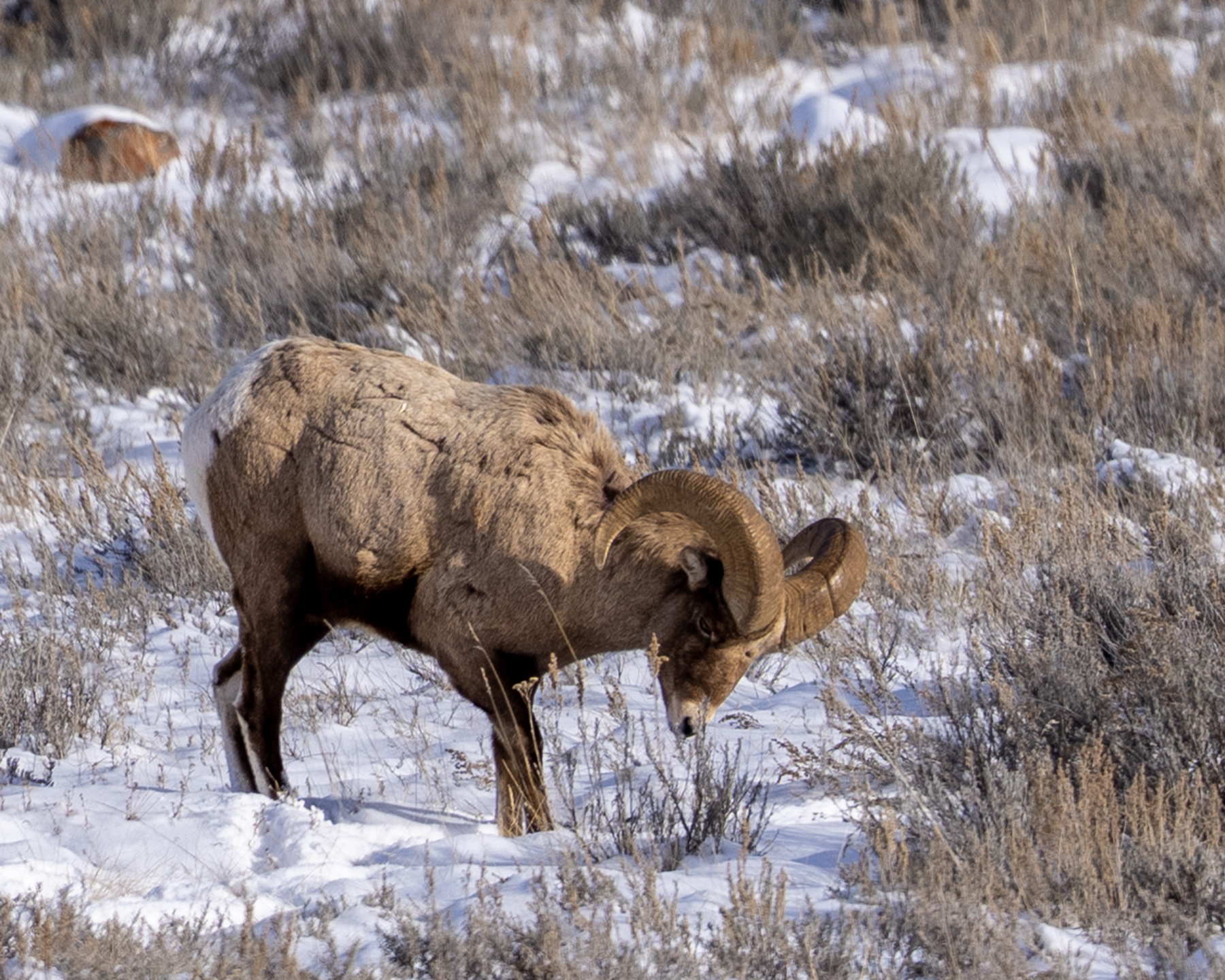 Bighorn Sheep - Behind the Butte at The National Elk Reserve in Jackson Hole Wyoming