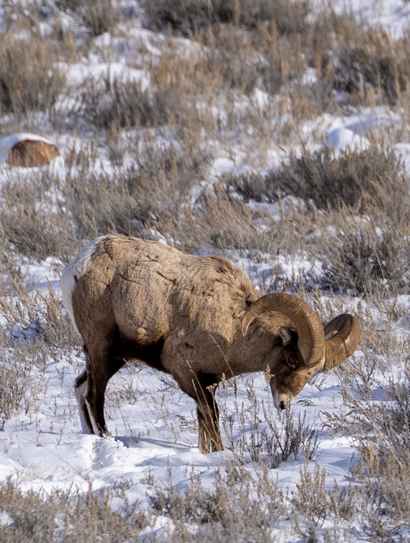 Big Horn Sheep - Jackson Hole