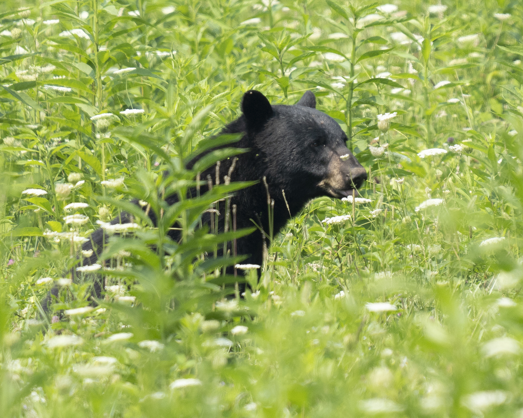 Black Bear - Cade's Cove in Great Smokey Mountains National Park in Tennessee
