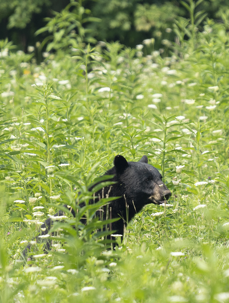 Black Bear Cade's Cove