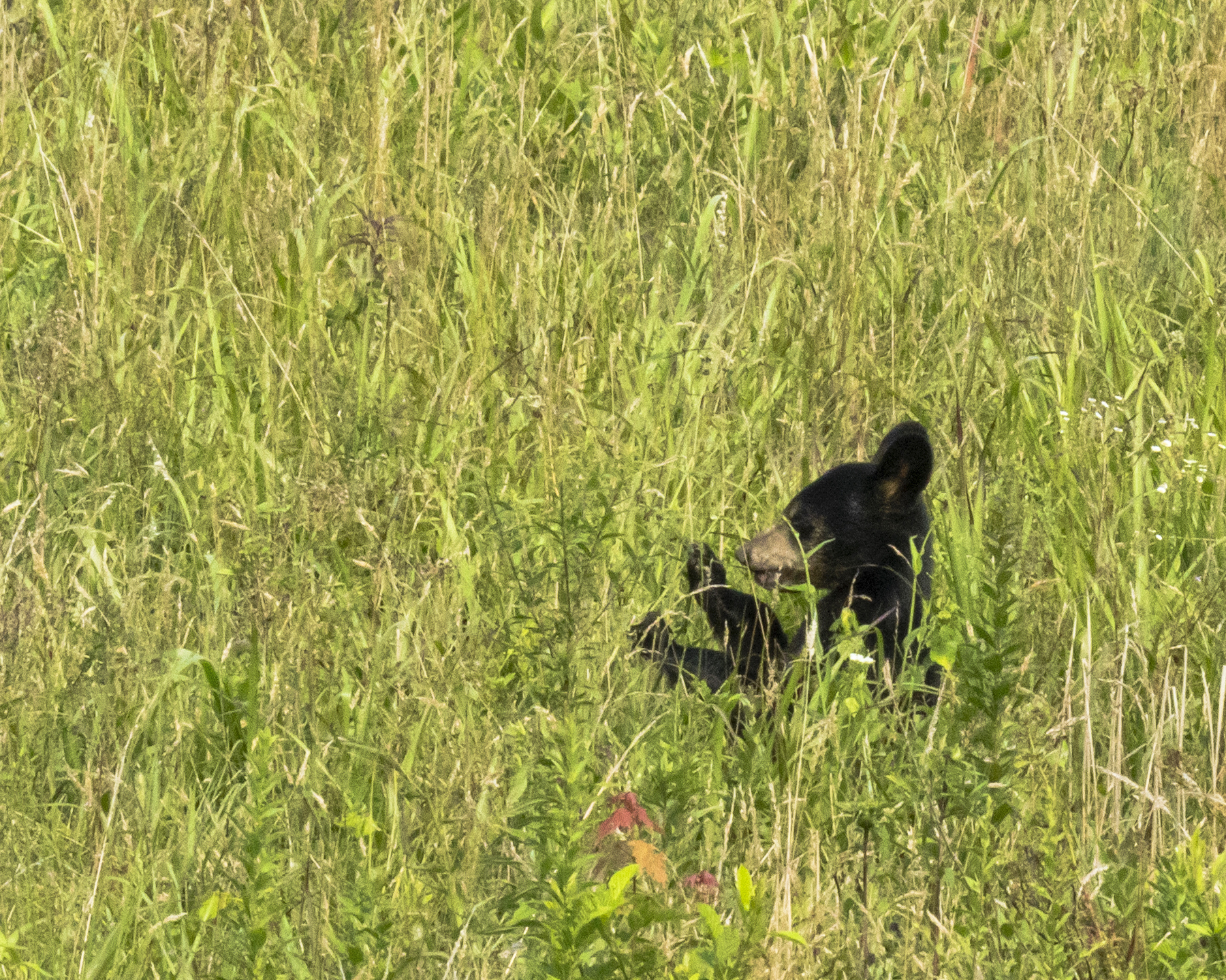 Black Bear Cub - Cade's Cove Great Smoky Mountains National Park