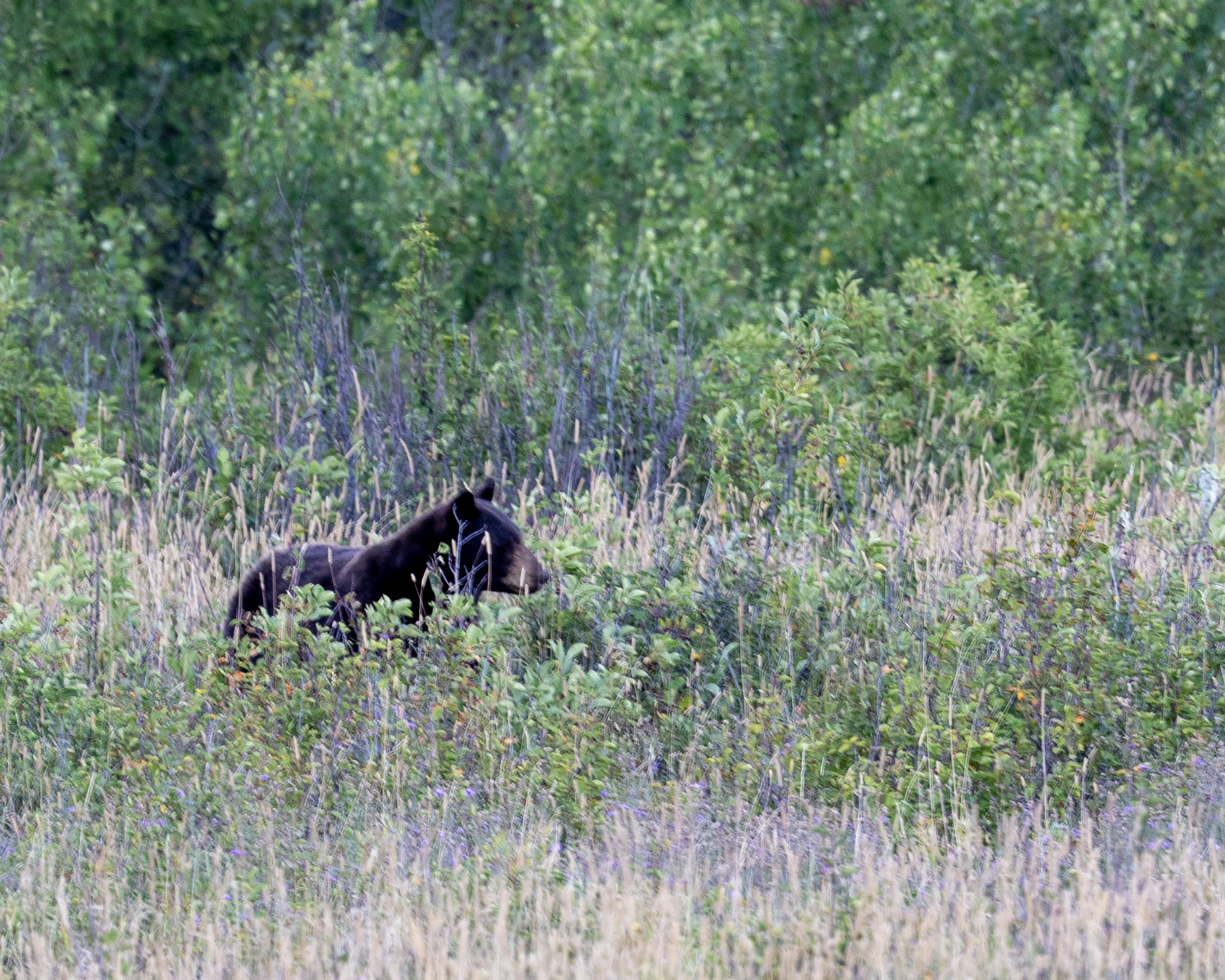 Black Bear - Going-t-the-Sun Road in Glacier National Park