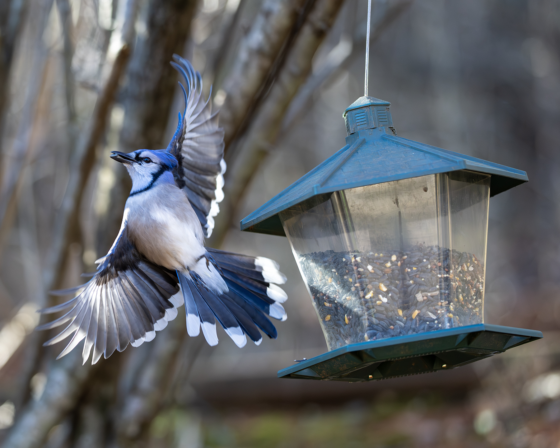 Blue Jay - Bird Feeder - Franklin North Carolina