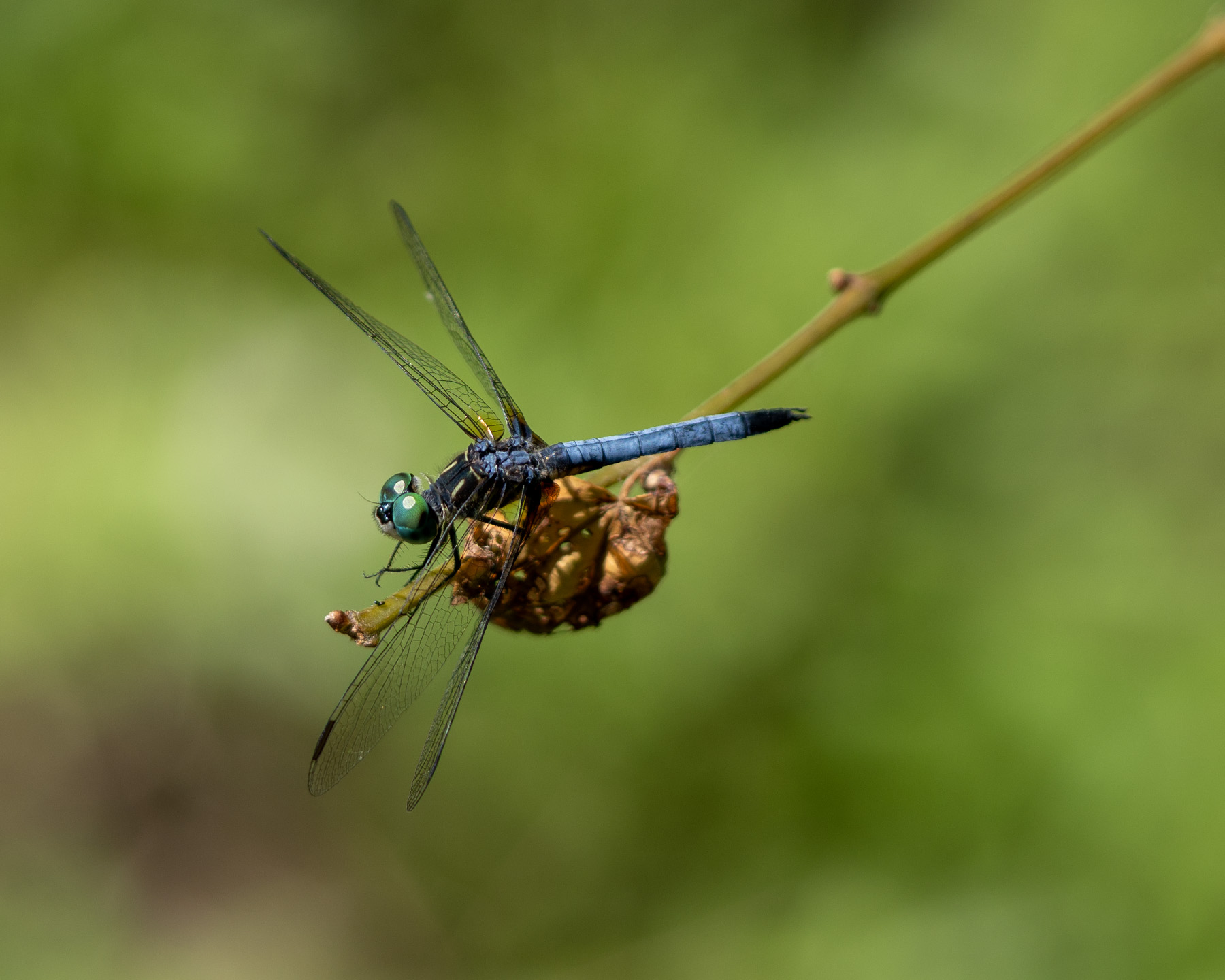 Dragon Fly - Arthur R. Marshall National Wildlife Refuge