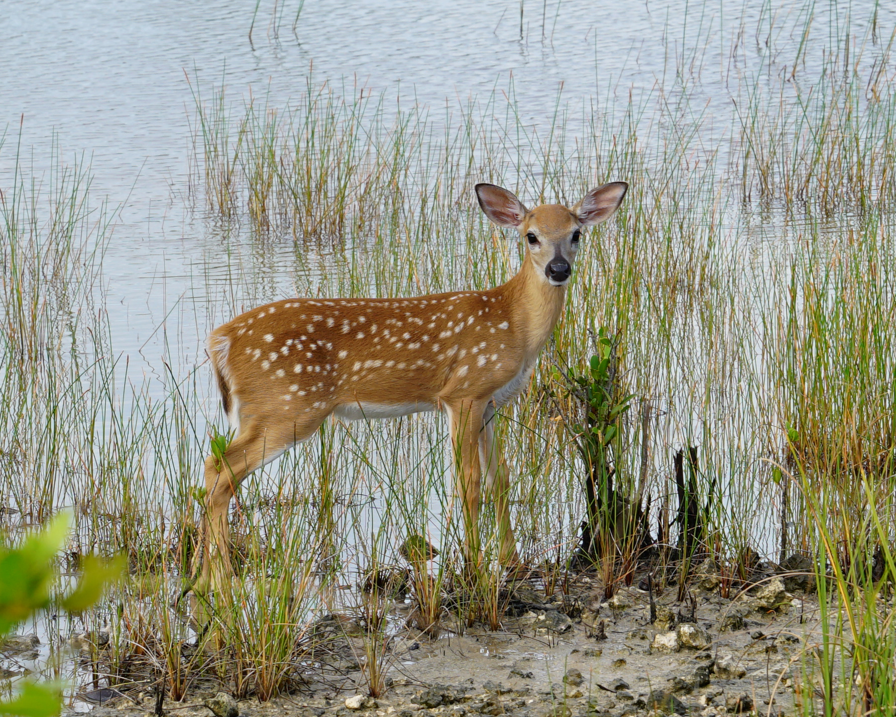 Florida Key Deer Fawn