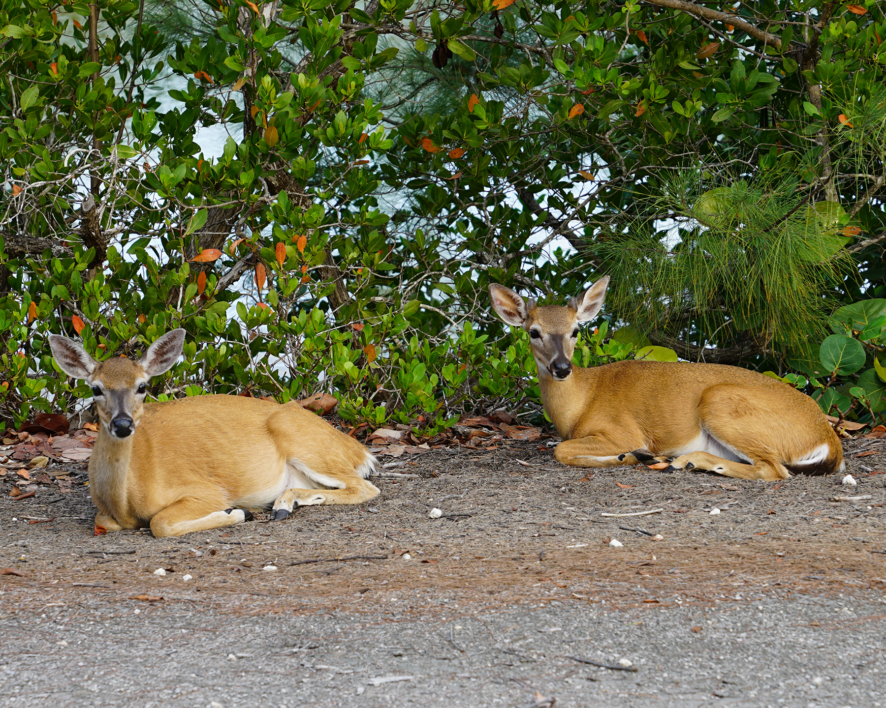 Florida Key Deer Doe's