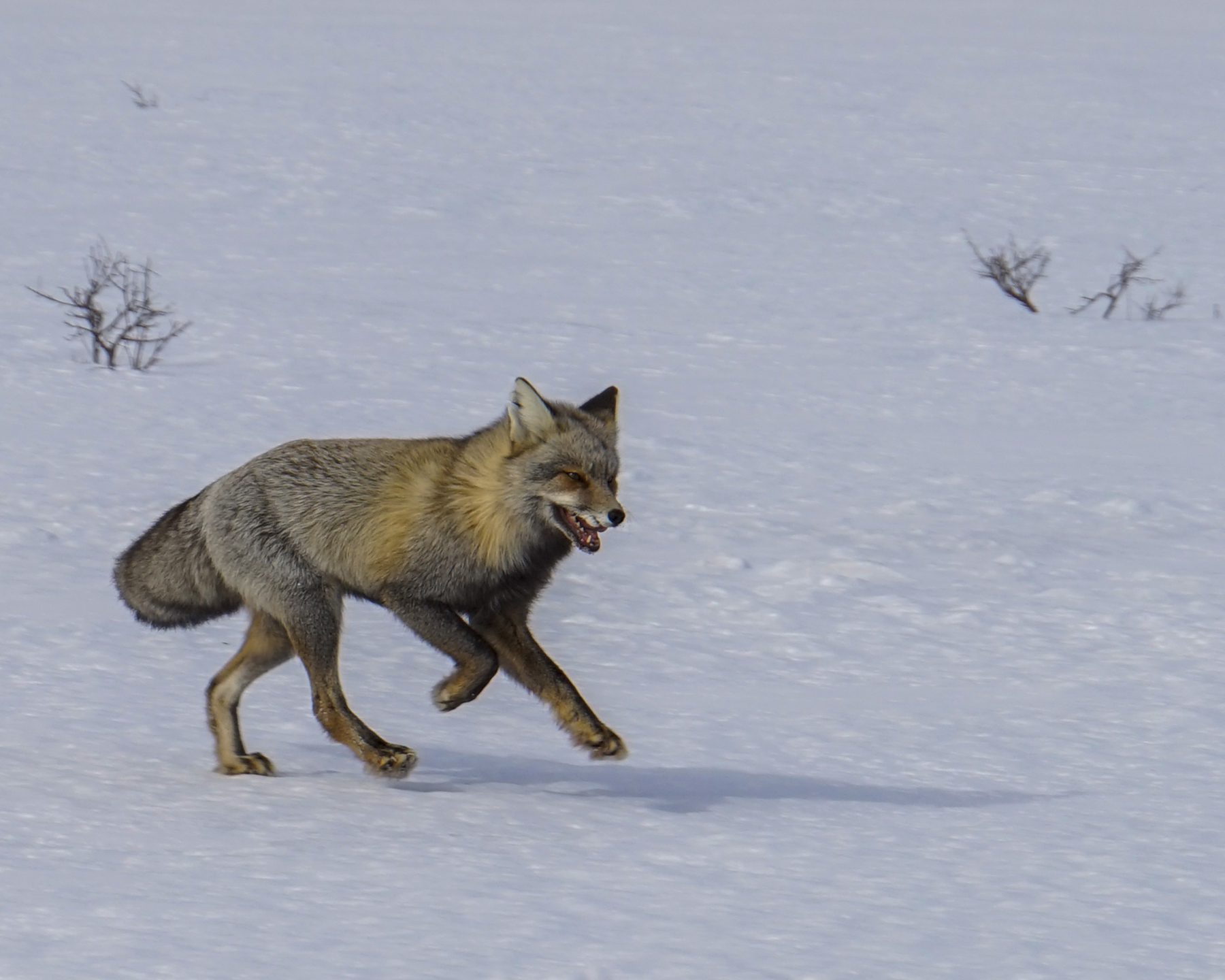 Fox Crossing in Jackson Hole, Wyoming