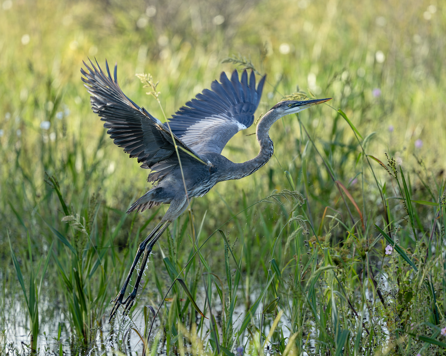 Great Blue Heron - Flight - Arthur R. Marshall Loxahatchee National Wildlife Refuge