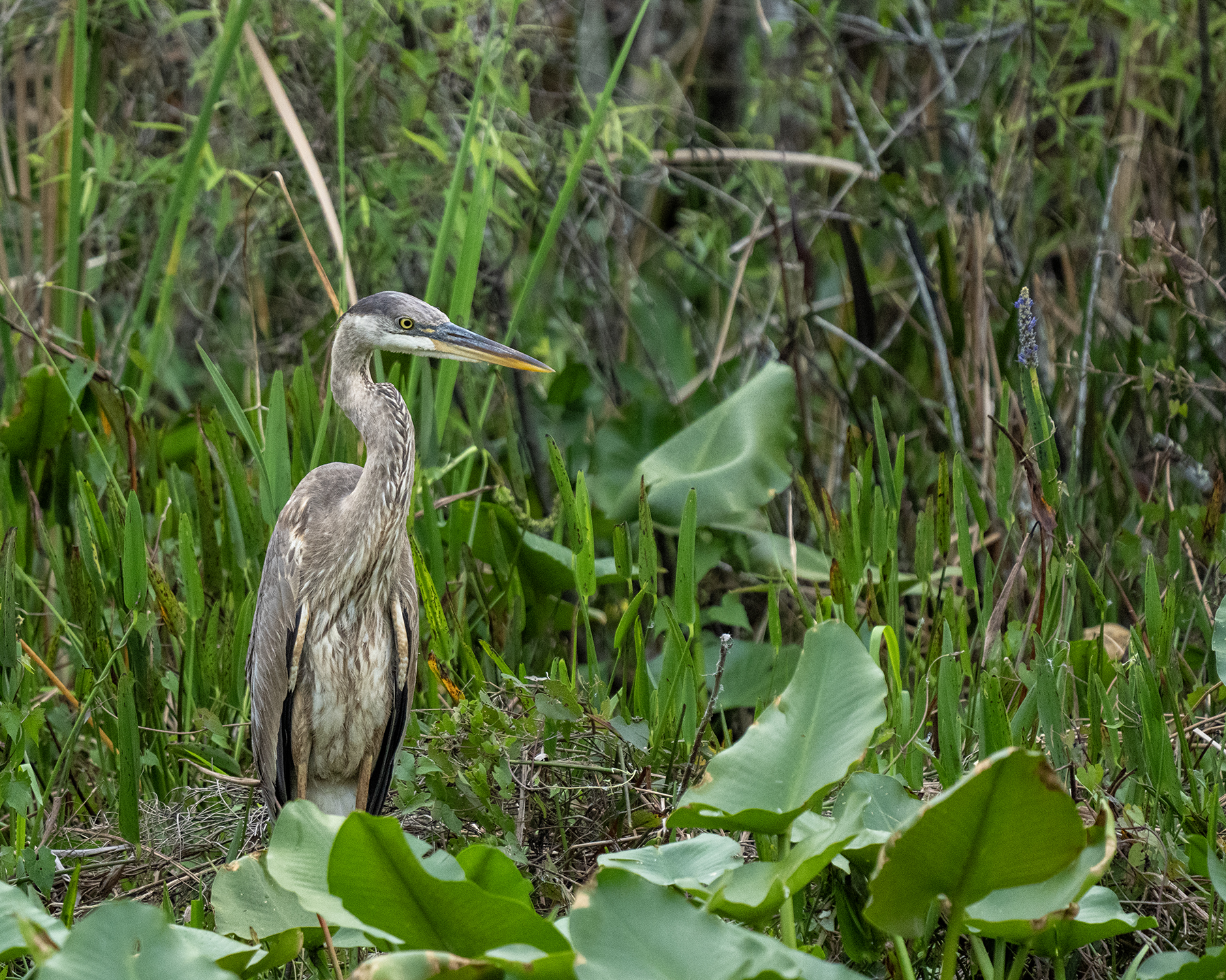 Great Blue Heron - Arthur R. Marshall Loxahatchee National Wildlife Refuge