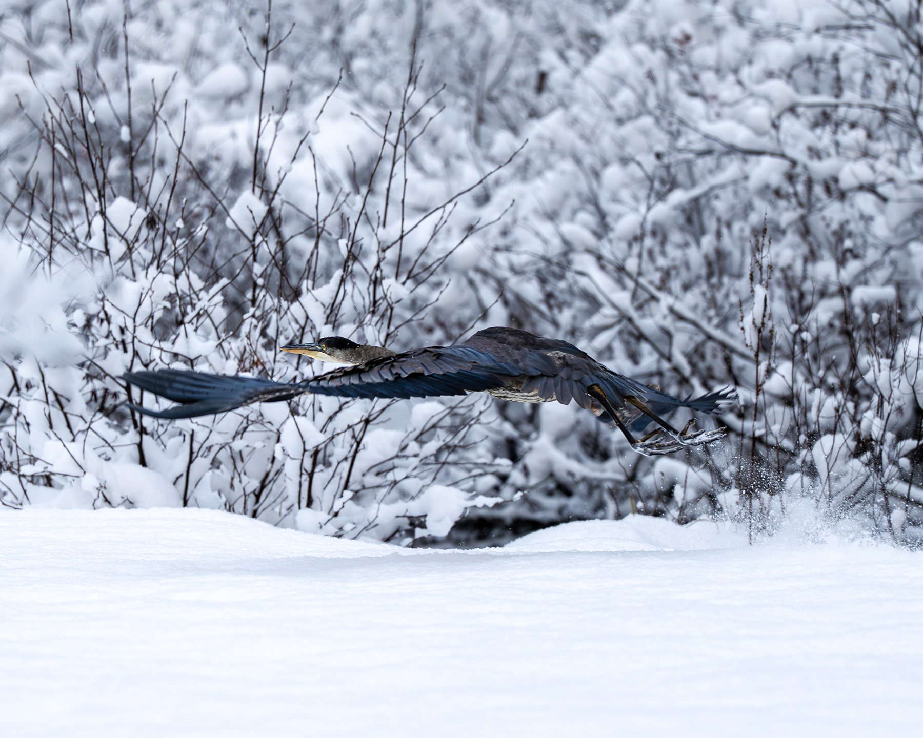 Great Blue Heron - Wellston, Michigan Snow Storm