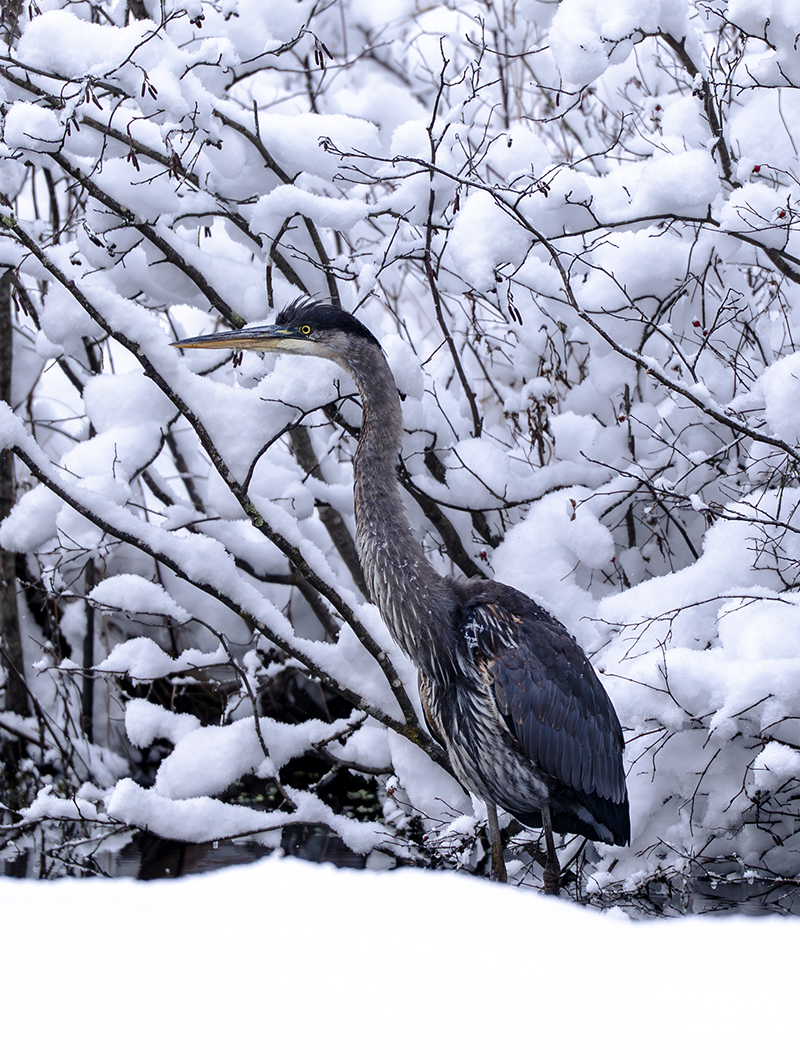 Great Blue Heron
