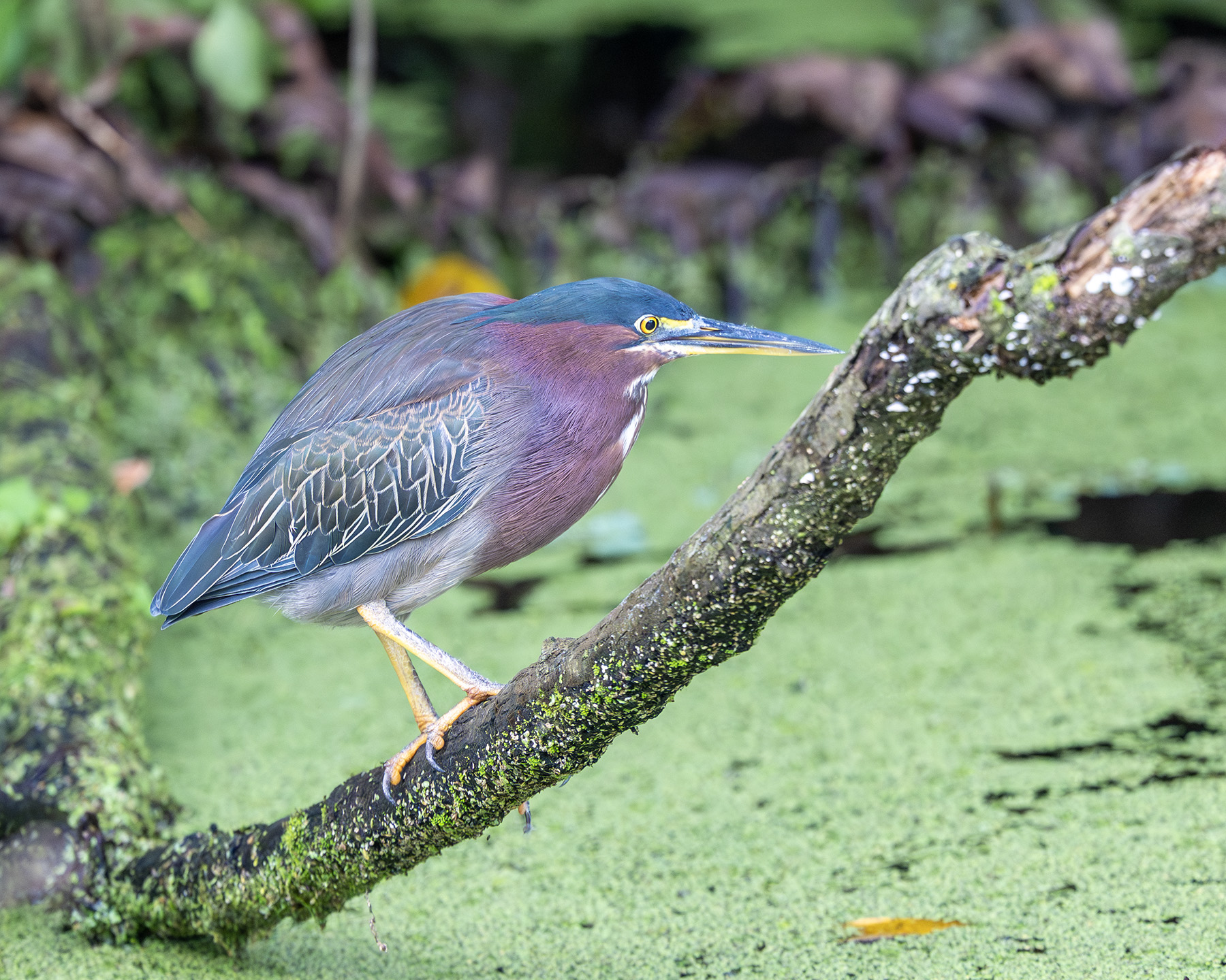 Green Herron at Arthur R. Marshall Loxahatchee National Wildlife Refuge