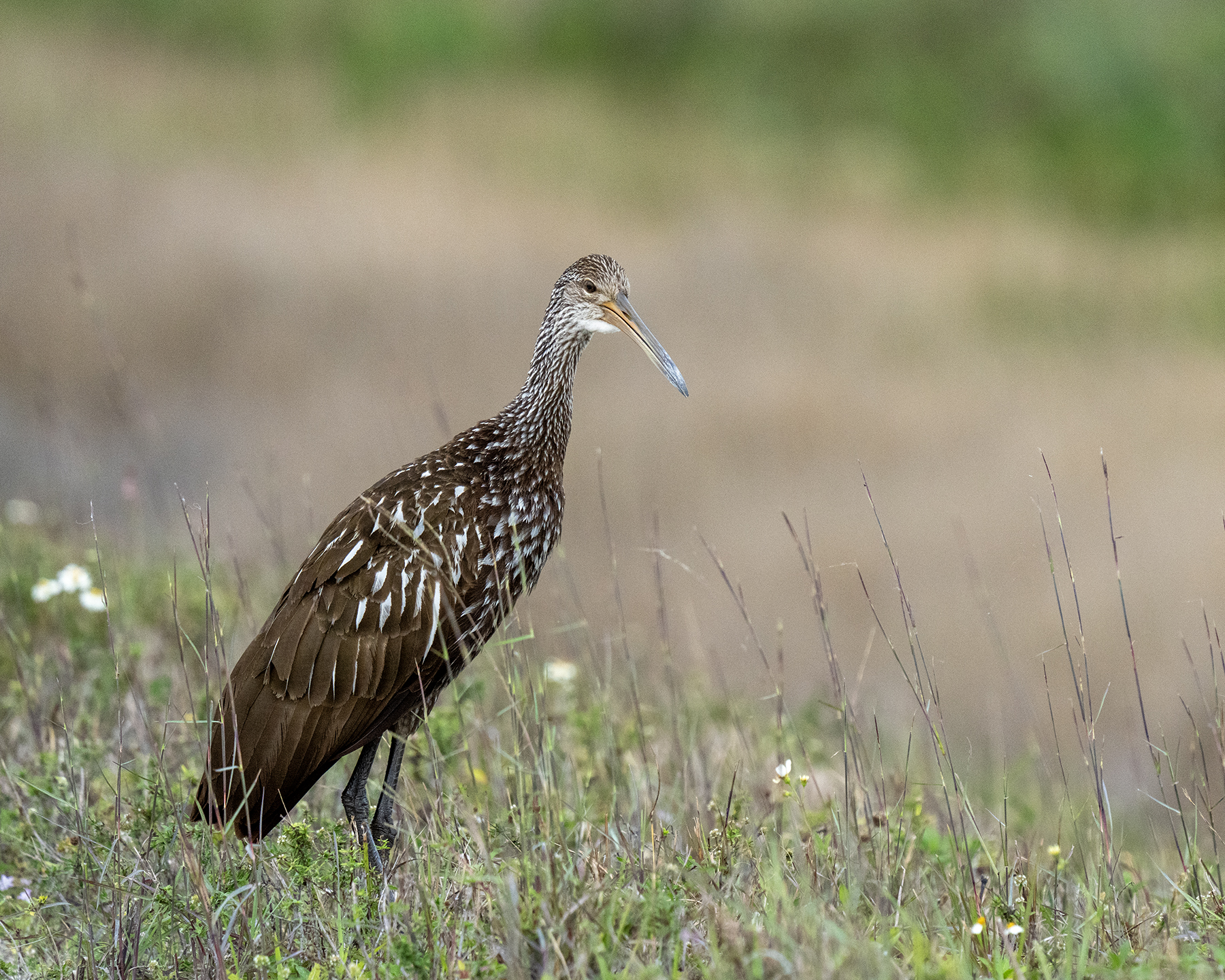 Limpkin at Arthur R. Marshall National Wildlife Refuge