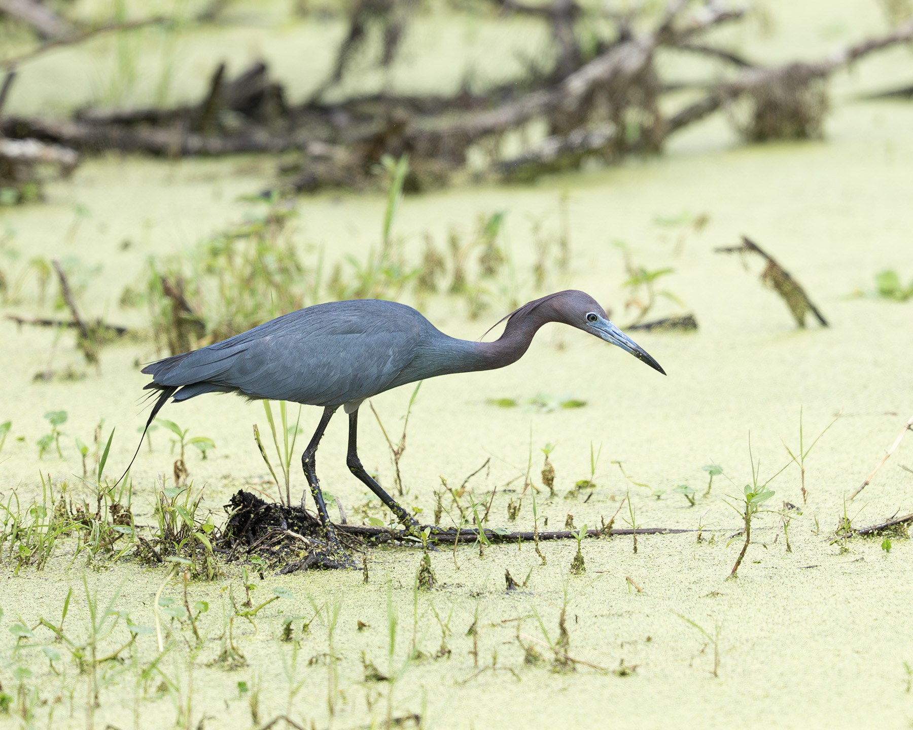 Little Blue Heron - On The Prowl at Arthur R. Marshall Loxahatchee National Wildlife Refuge