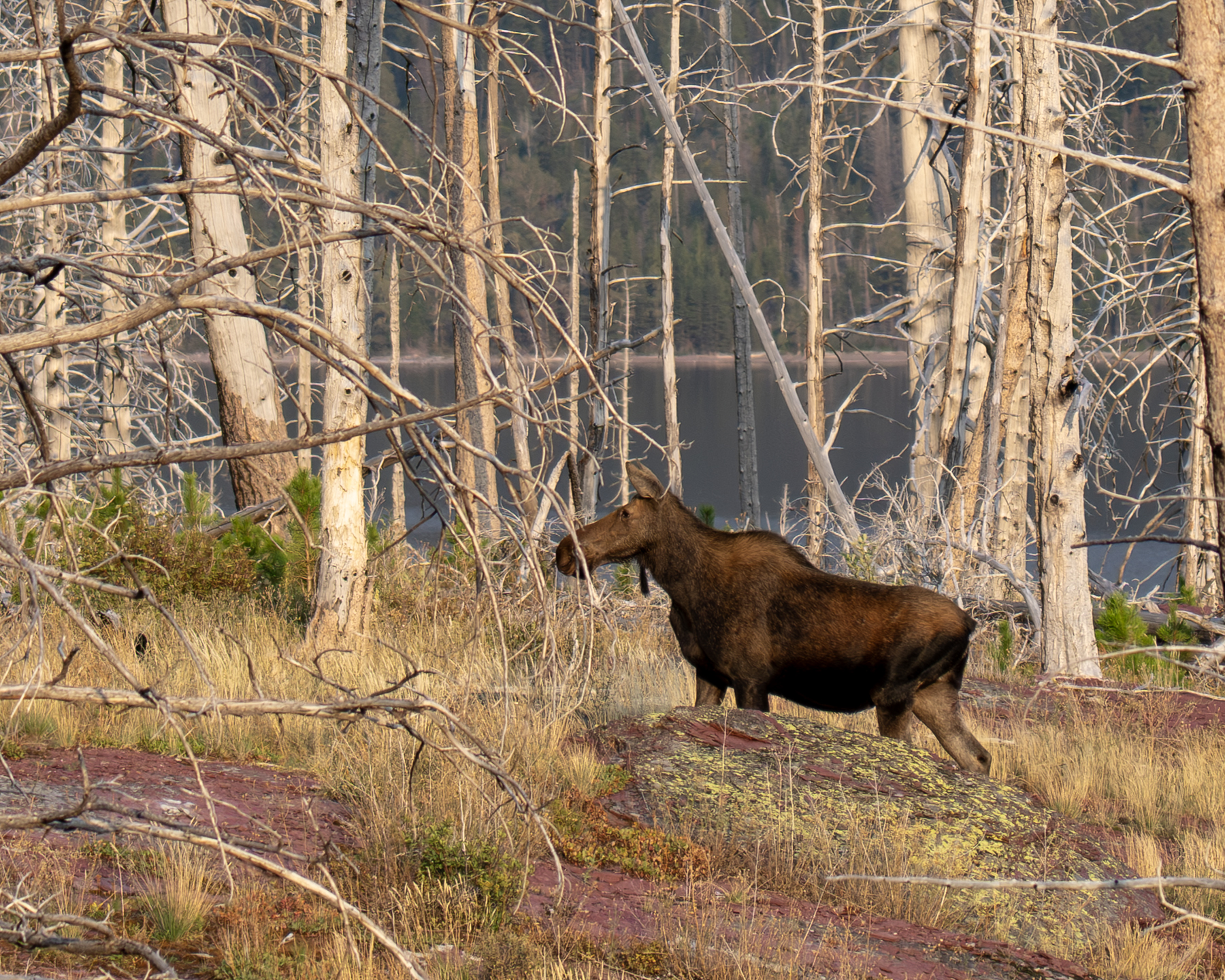 Moose Glacier National Park Montana