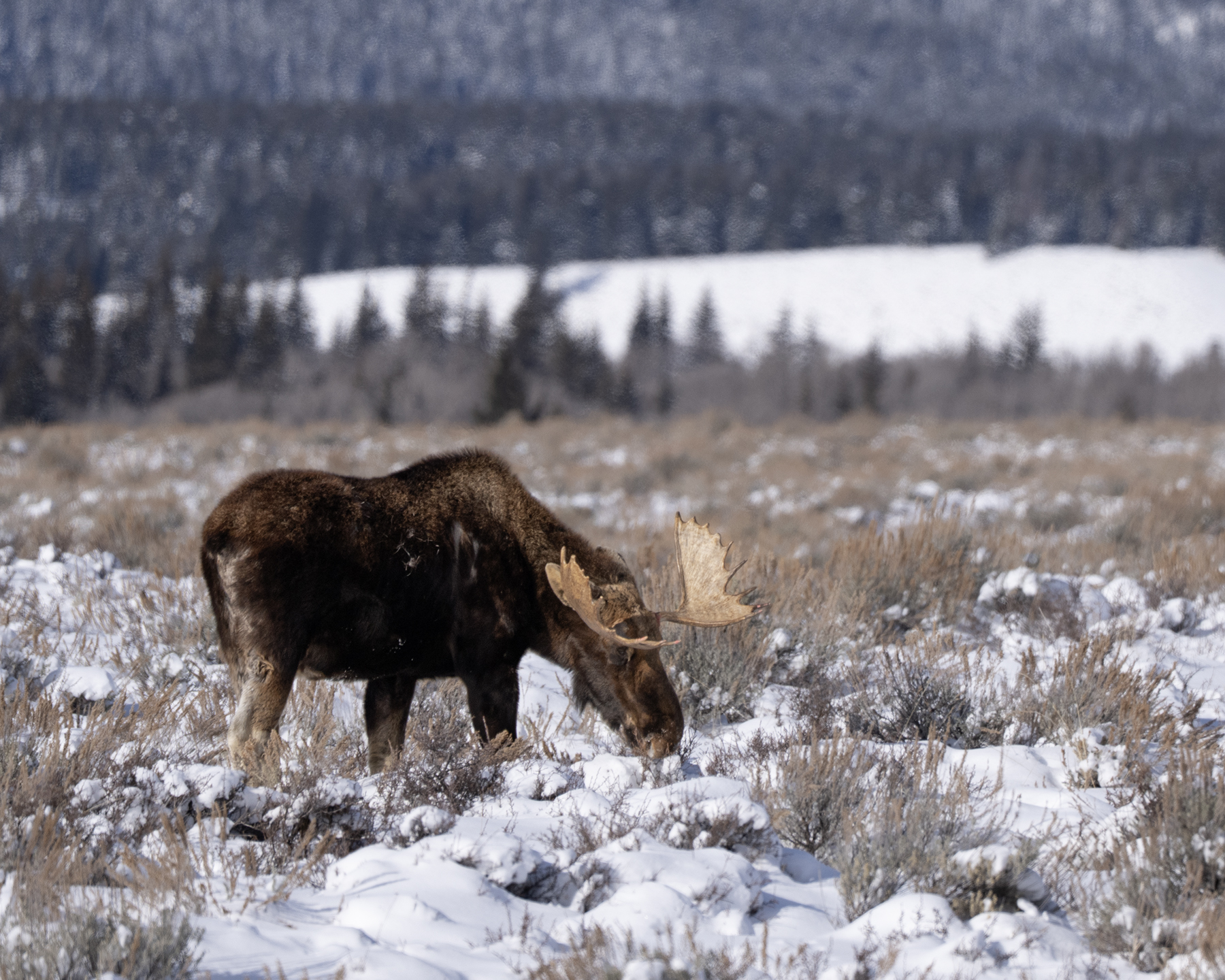 Moose Teton Mountains Jackson Hole Wyoming