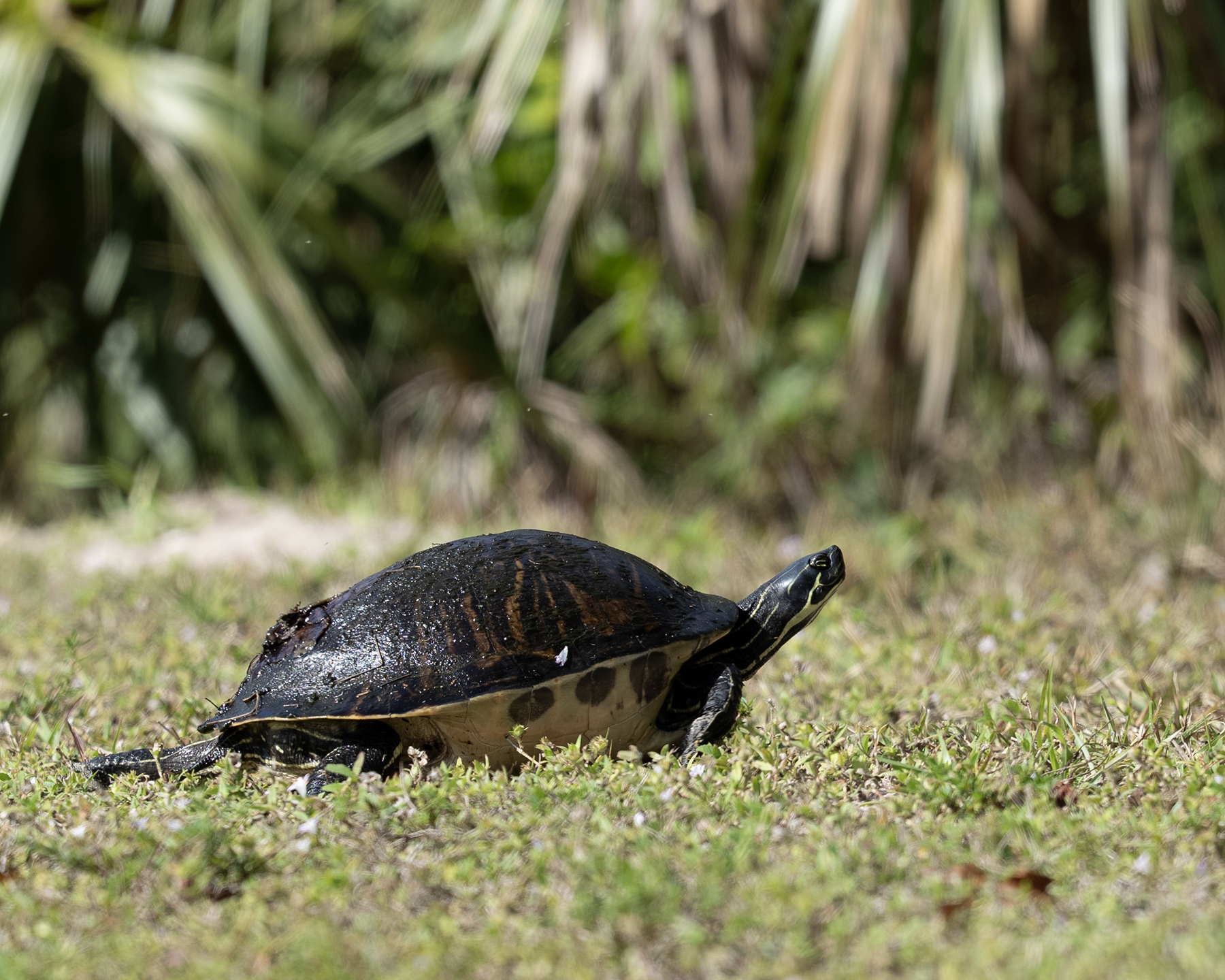 Painted Turtle - Crossing from Pond to Pond