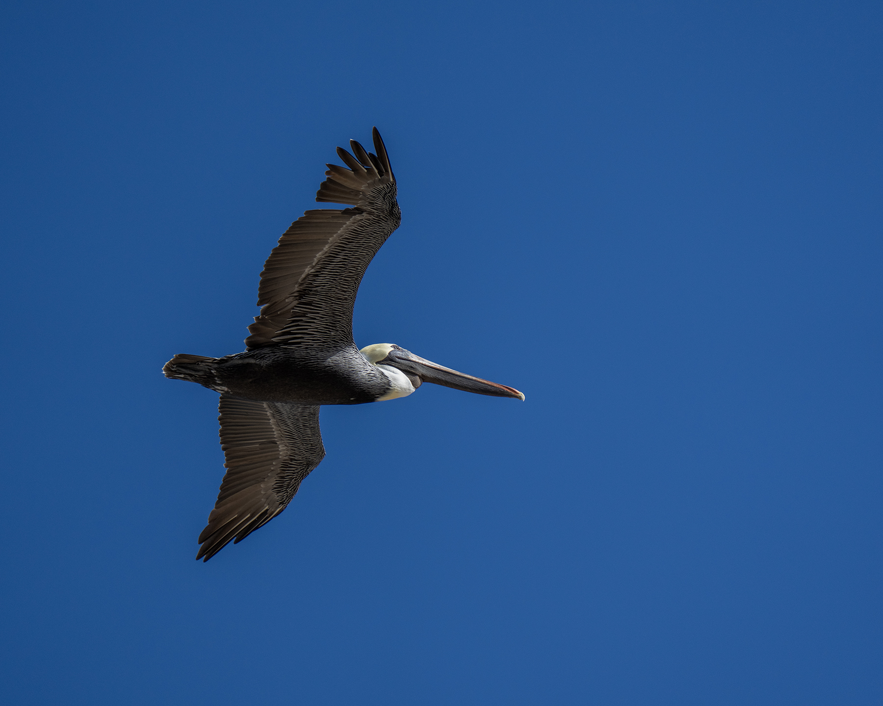 Pelican - Gliding Over Fort Lauderdale Beach