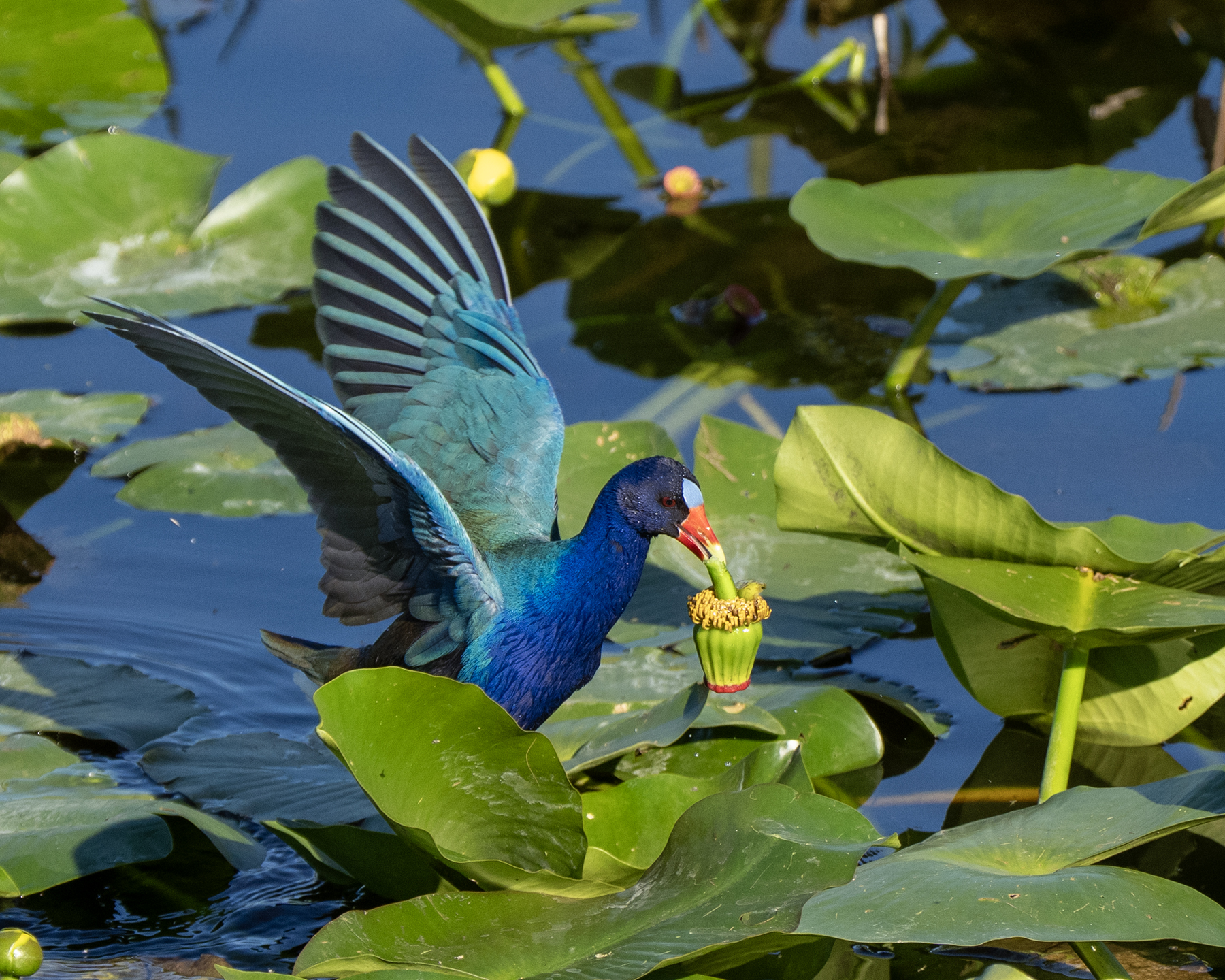 Purple Gallinule - Arthur B. Marshall National Wildlife Refuge