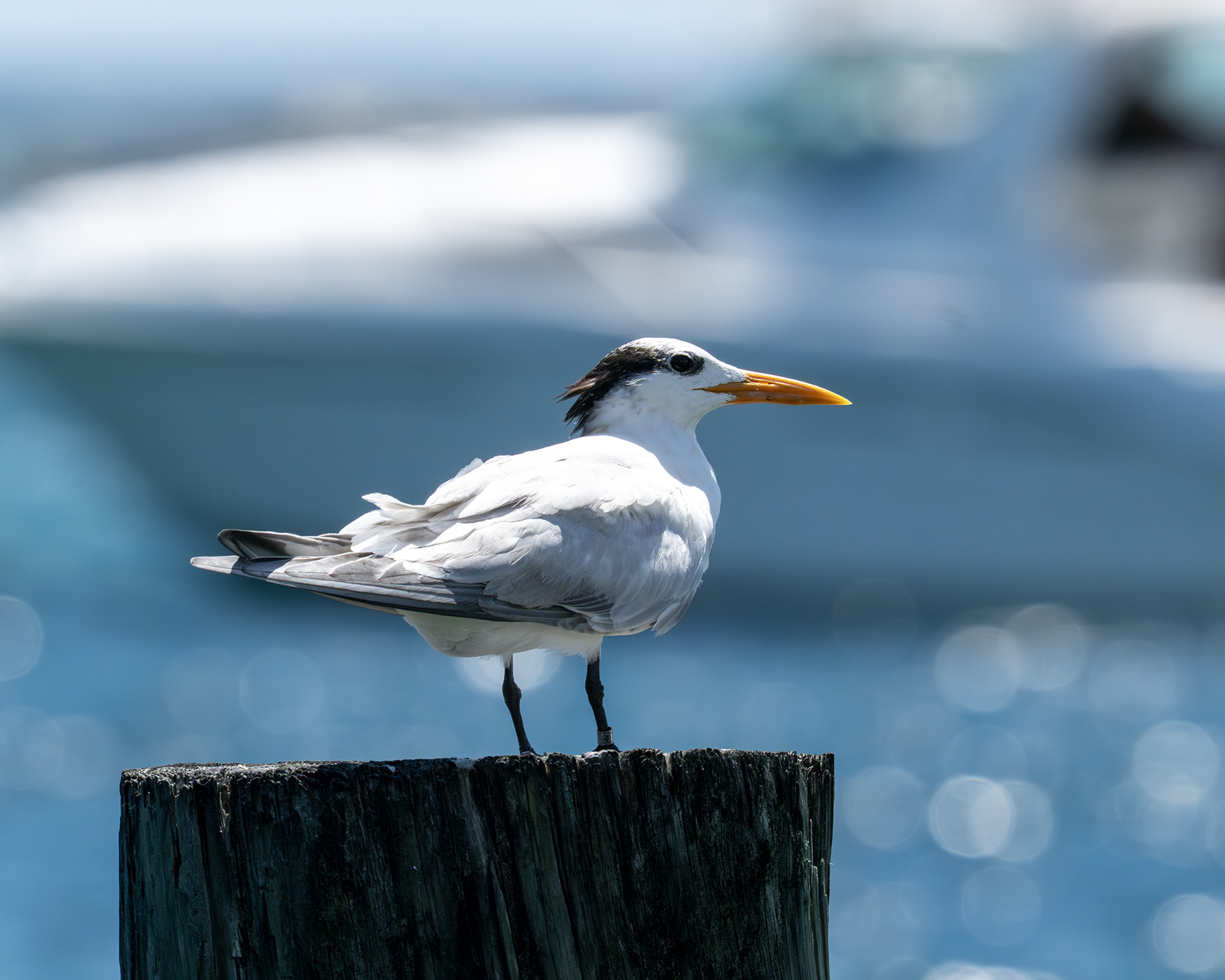 Seagull at Hillsborough Inlet