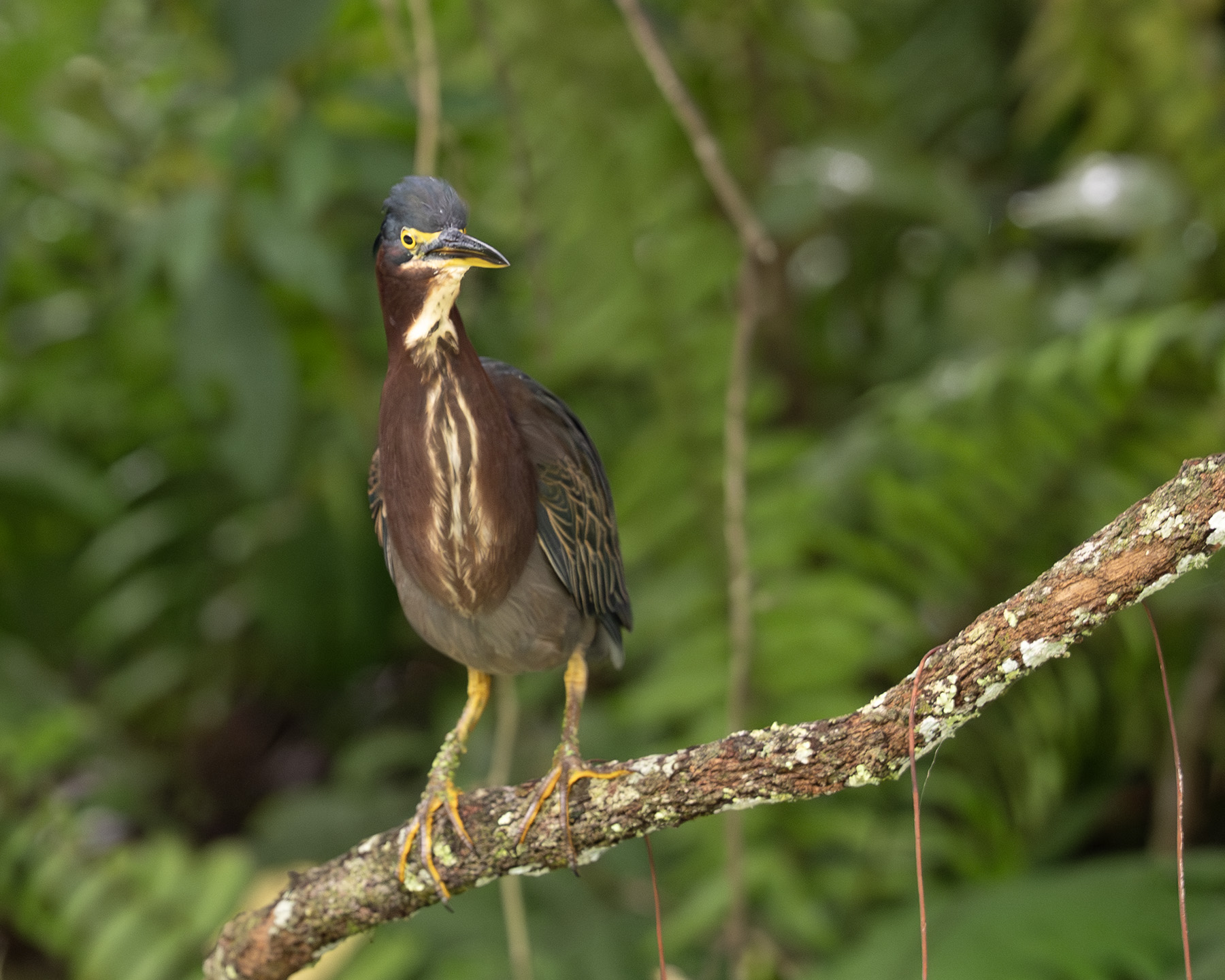 Striated Heron - Arthur R. Marshall Loxahatchee National Wildlife Refuge