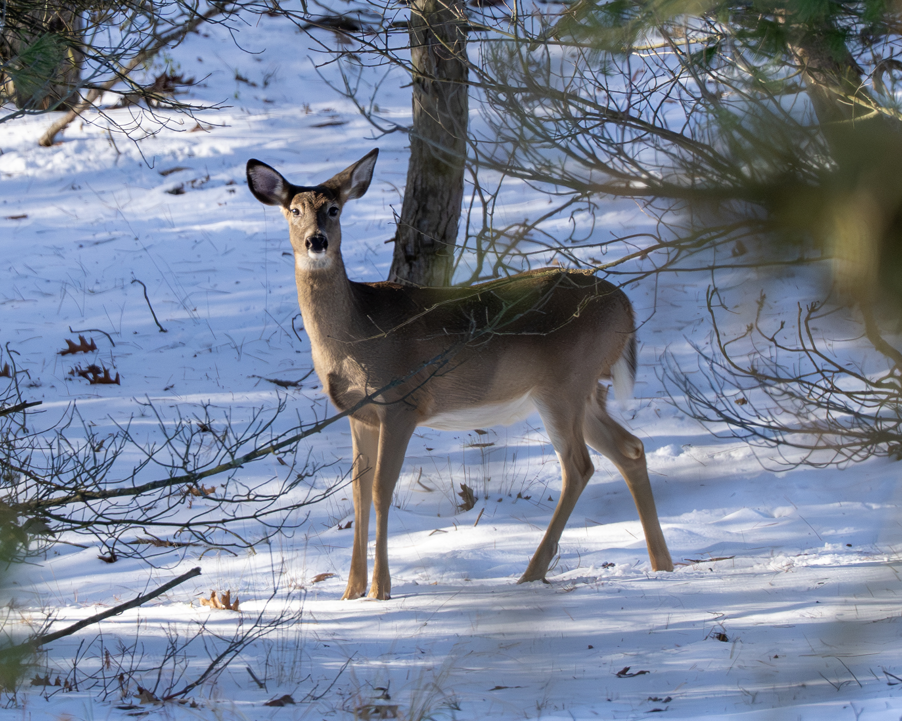 The Wabaningo Whitetail Doe
