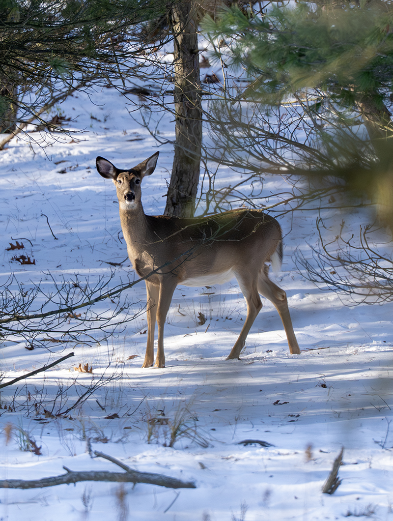 Wabaningo Whitetail Doe