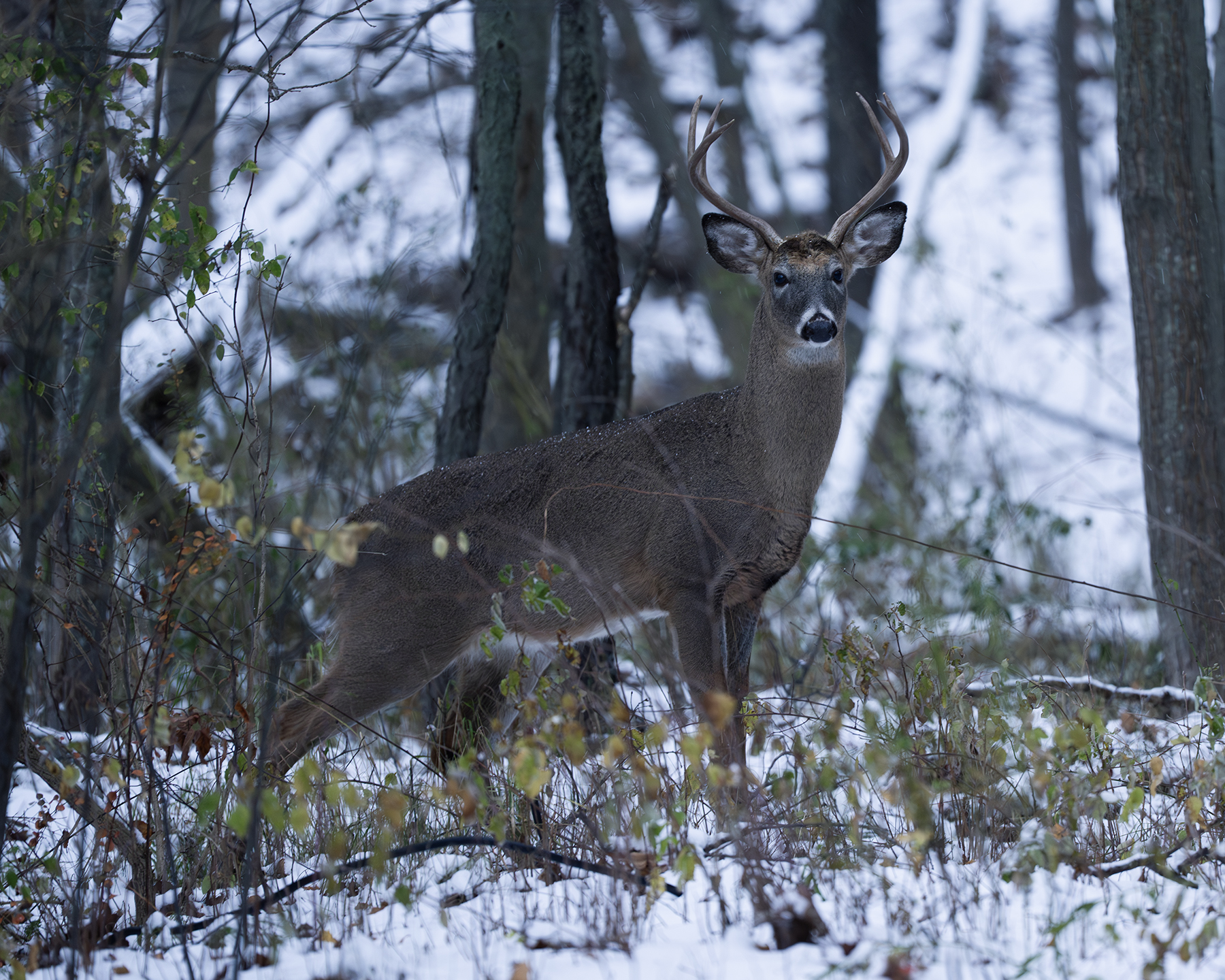 The Wabaningo Whitetail Buck