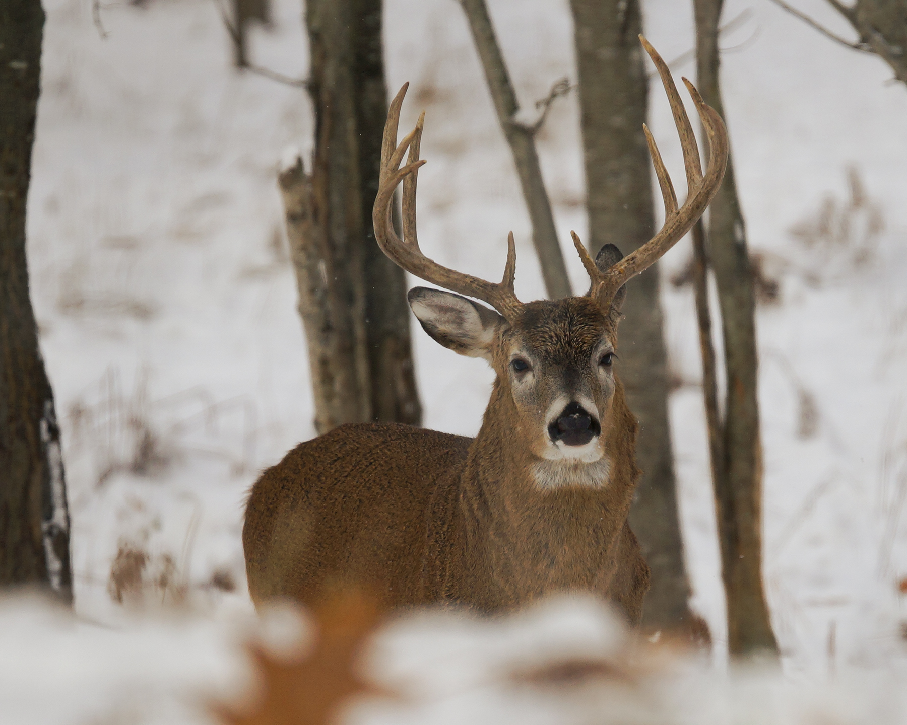 Whitetail Buck - Merit Monster