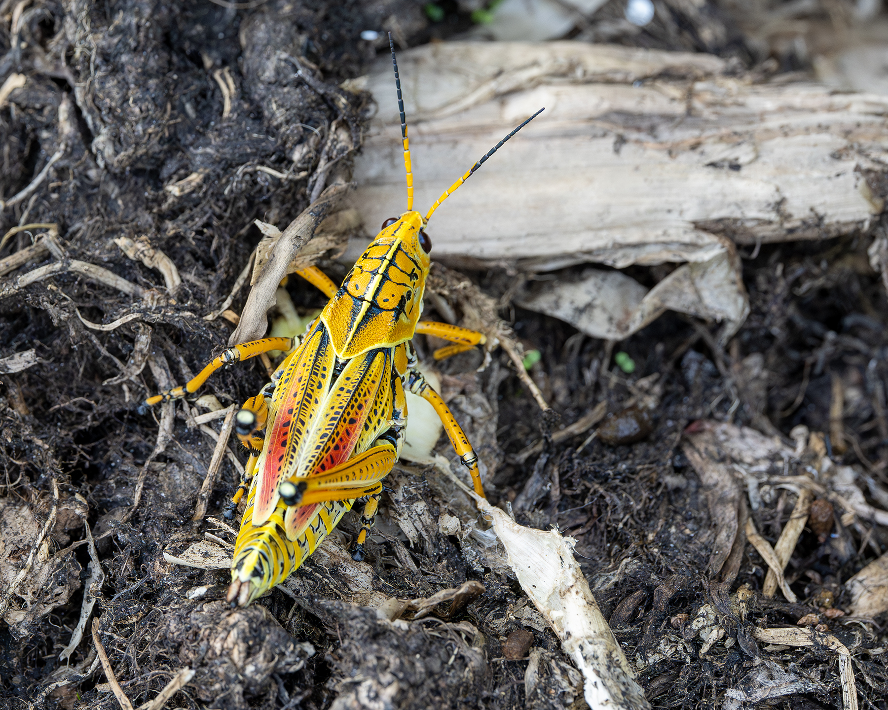Eastern Lubber Grasshopper - Arthur R. Marshall Loxahatchee National Wildlife Refuge