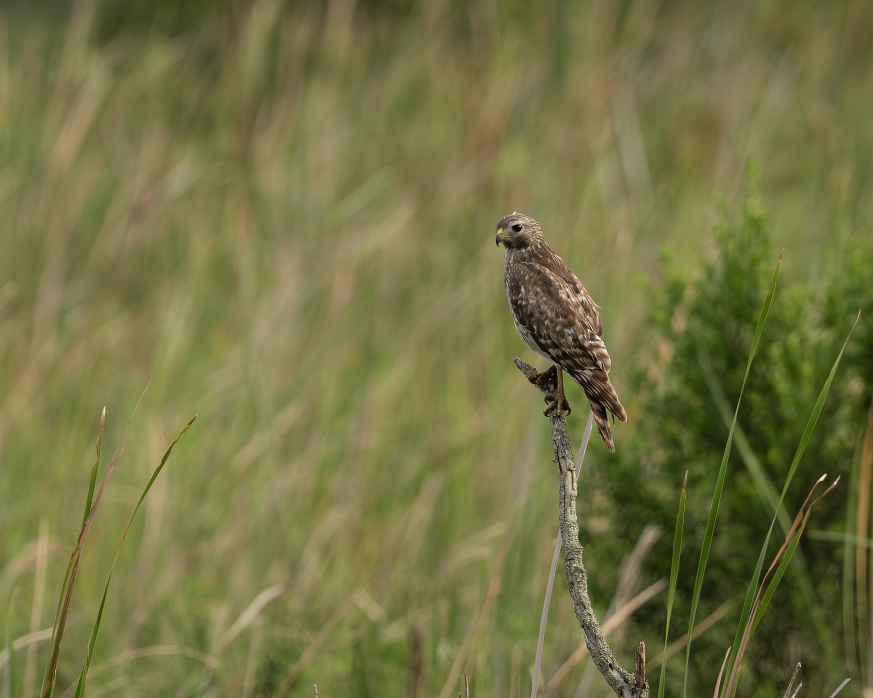 Red Shouldered Hawk - Arthur R. Marshall Loxahatchee National Wildlife Refuge